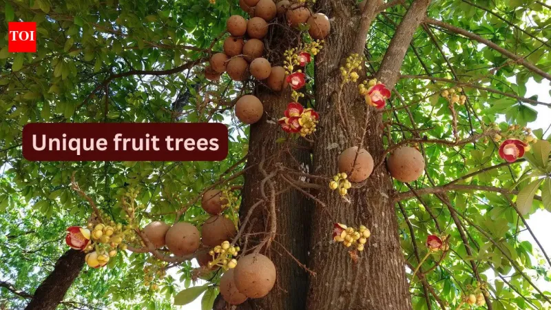 10 arbres fruitiers uniques pour les voyageurs botaniques