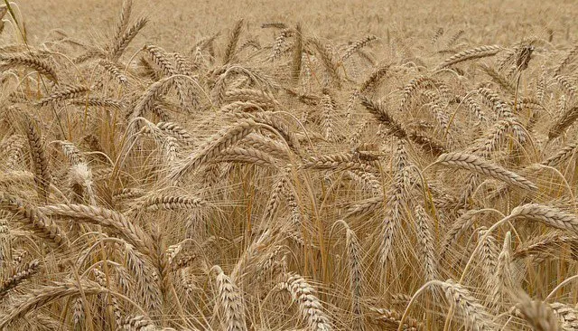 Campagne céréalière 2026 : 90M quintaux attendus, 15M pour stockage
