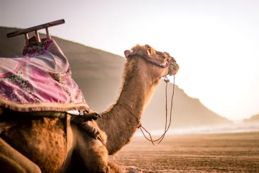 Le chameau 'Turbo', 38 ans, participe au Maroc
