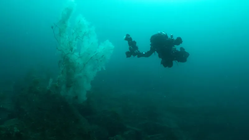 Corail noir de 400 ans découvert au large de la Nouvelle-Zélande