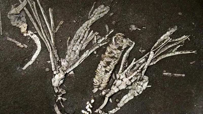 Fossile de crinoïde de 450 millions d'années avec tissus mous