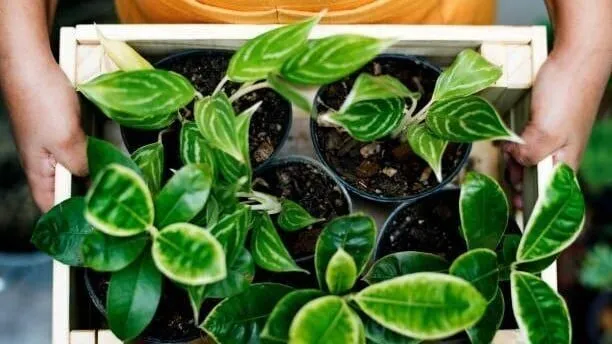 Les 7 parcs d'État les plus infestés de serpents en Caroline du Sud