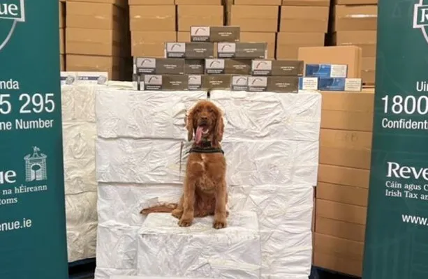 8,2 millions de cigarettes saisies au port de Dublin avec le chien Kobe