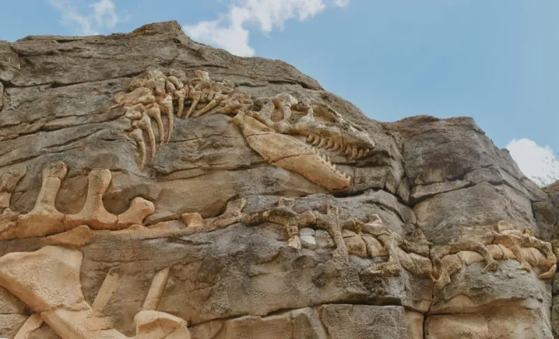 Dinosaure de 28 mètres découvert sur un chantier en Chine