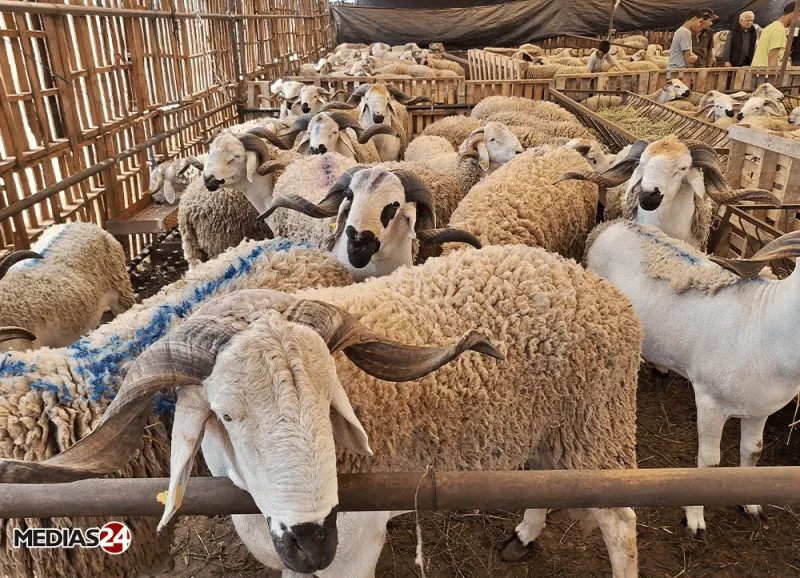 Aïd al-Adha : Les prix chez le boucher reflètent la réalité du marché