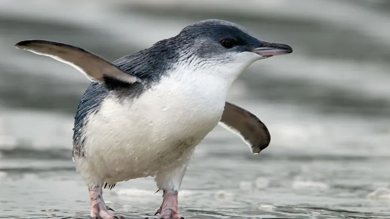 Agents blâmés pour omission du plan de protection des pingouins