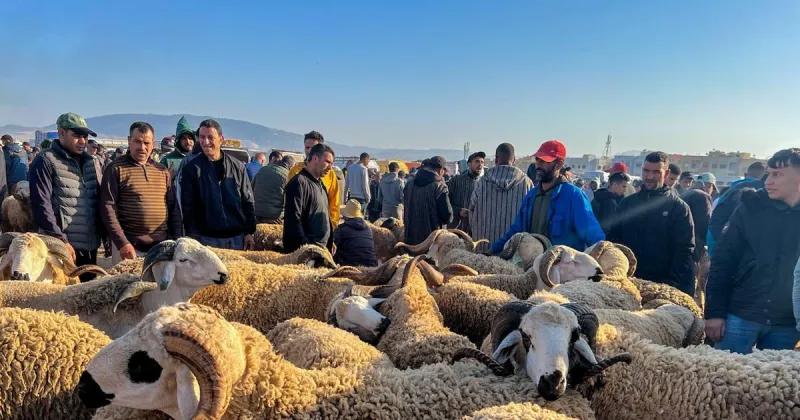Aïd al-Adha : prix des moutons entre 3 000 et 10 000 DH à Fès