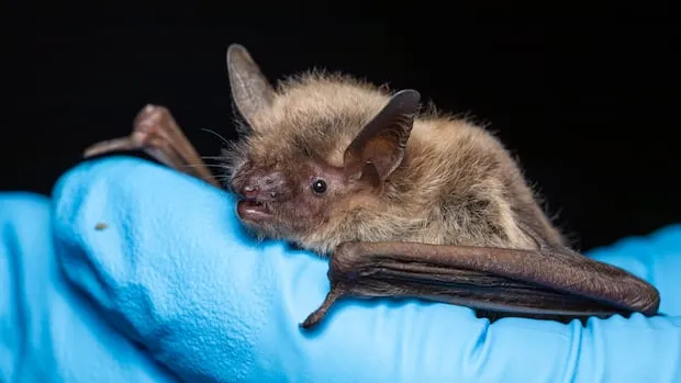 Des élèves de l'Alberta traités pour la rage après une chauve-souris dans un bus
