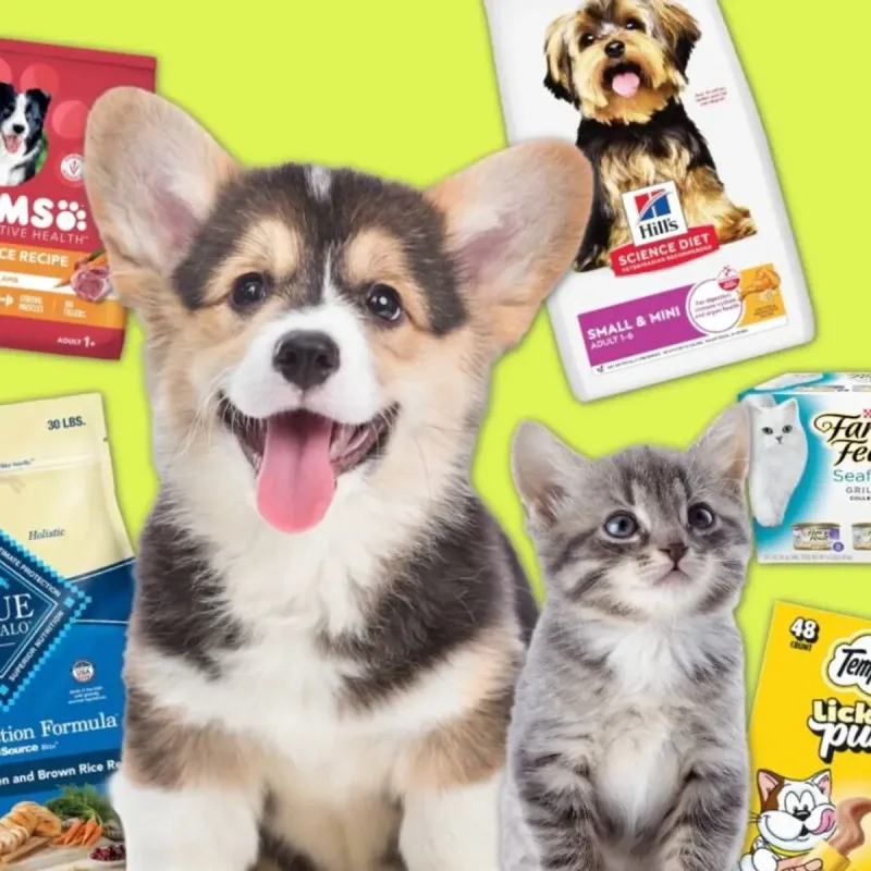 Amazon prolonge sa vente annuelle pour animaux jusqu'en mai 2026