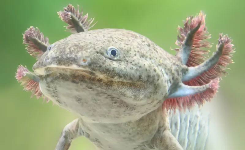 Un ancien parent de l'axolotl nommé d'après le dieu aztèque découvert au Mexique
