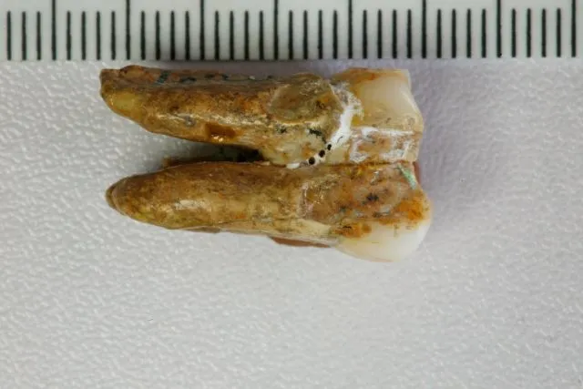 Des dents anciennes révèlent des croisements entre Néandertaliens et Dénisoviens