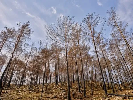L'Arizona lève les restrictions d'incendie après des pluies généralisées