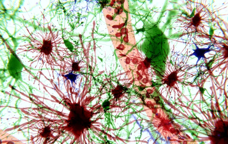 Les astrocytes forment des réseaux cérébraux à longue portée chez la souris