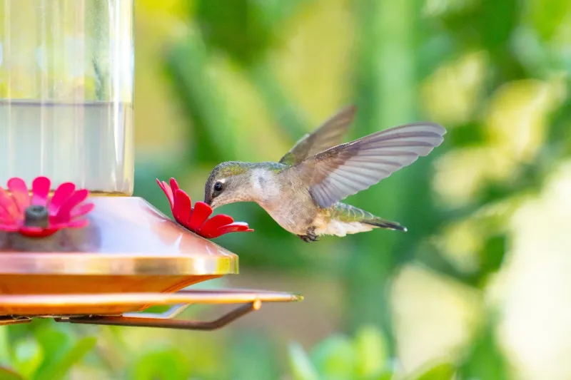 Évitez cette erreur courante avec les mangeoires à colibris