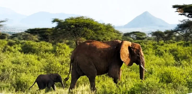 Un bébé éléphant retrouve sa mère après une inondation au Kenya