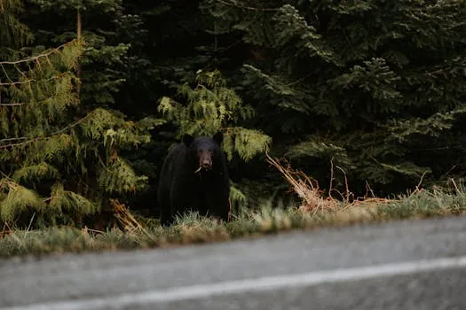 Un ours aperçu pendant l'heure de pointe vendredi