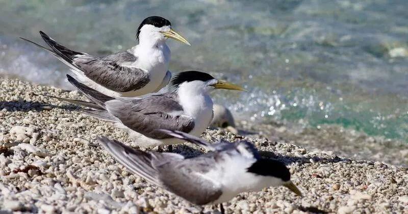Grippe aviaire confirmée chez des oiseaux marins sauvages en Australie