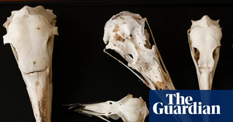 Les crânes d'oiseaux révèlent les cerveaux de dinosaures