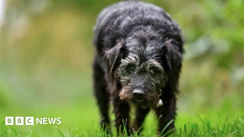 Bob Mortimer pleure la mort du chien Ted de Gone Fishing