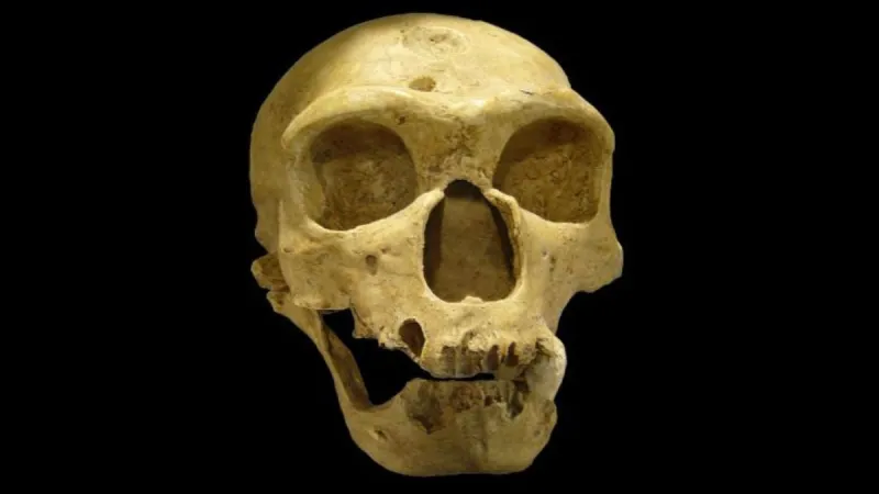 Des scanners cérébraux révèlent une surprise sur l'intelligence de Néandertal