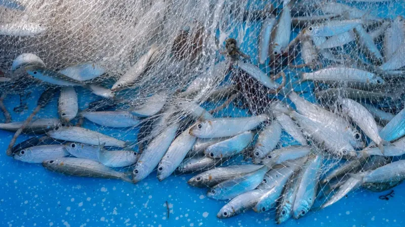Brésil maintient 32% de droit sur sardines marocaines