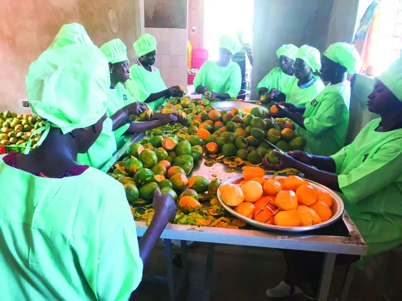La mangue bio du Burkina Faso booste les exportations