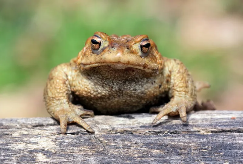 Les crapauds buffles ont évolué en plus gros en quelques décennies
