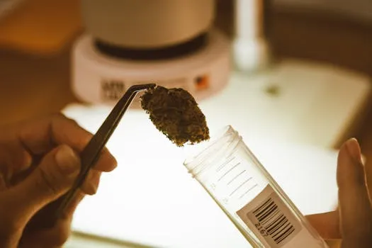 Progrès de la recherche sur le cannabis, mais manque de standardisation