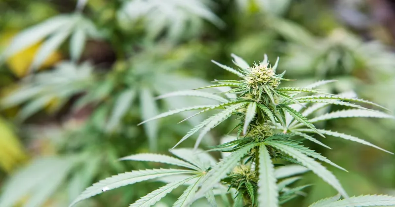 Les actions du cannabis chutent après un rallye initial sur le reclassement américain