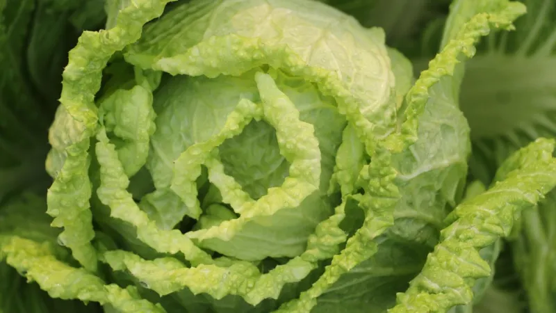 La Chine accusée de fraude d'étiquetage de légumes via le Vietnam