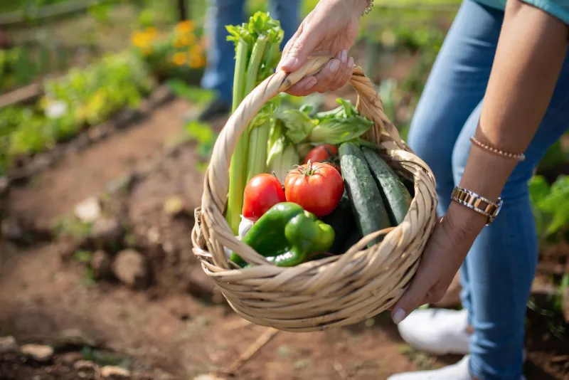 Plan alimentaire communautaire pour soutenir les jardins