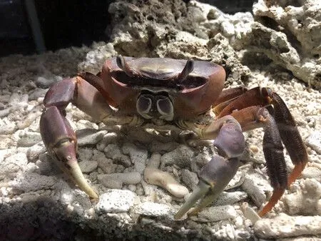 La marche latérale des crabes remonte à 200 millions d'années