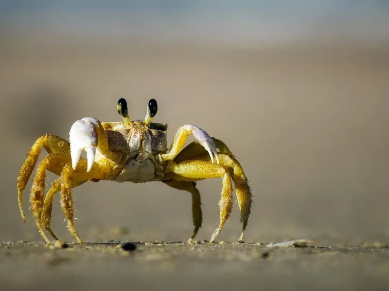 Les crabes marchent de côté depuis 50 millions d'années
