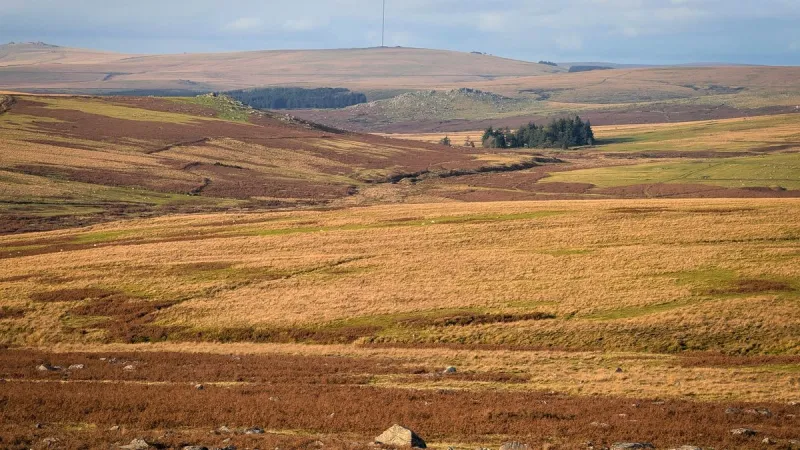 Morsure de tique à Dartmoor : cas rare de TBE au Royaume-Uni