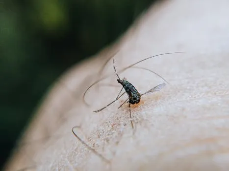 La dengue dépasse les efforts de lutte au Brésil