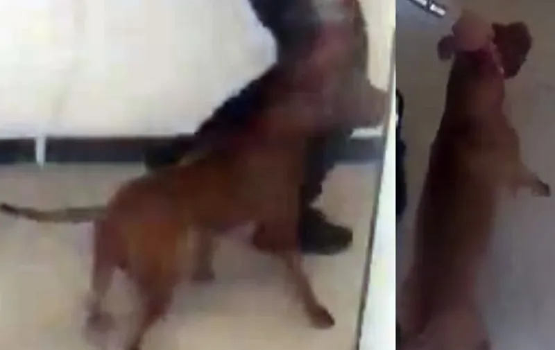 Chien tué, propriétaire blessé dans une attaque à Toronto