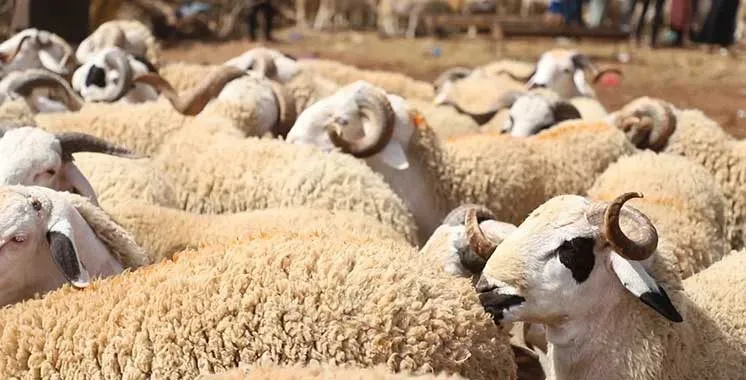 Sécheresse et souveraineté alimentaire : oubliées du débat