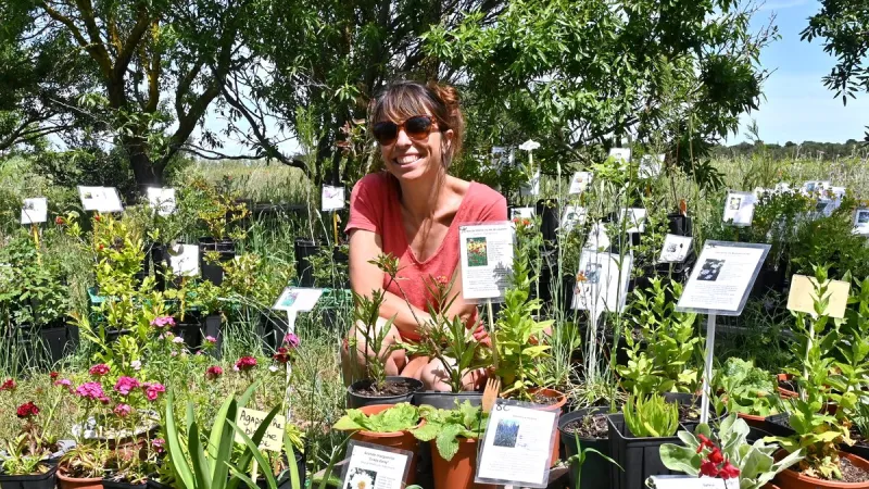 Des plantes résistantes à la sécheresse prospèrent dans la garrigue narbonnaise
