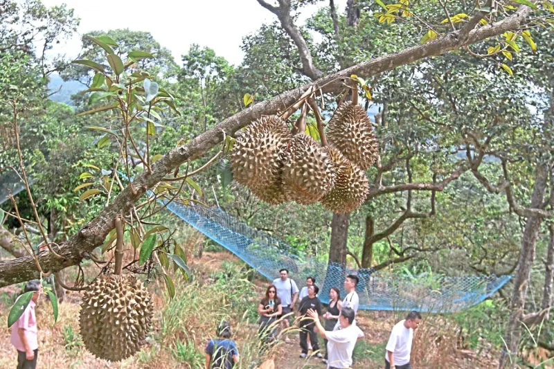 Le durian : le roi des fruits de Malaisie séduit le monde