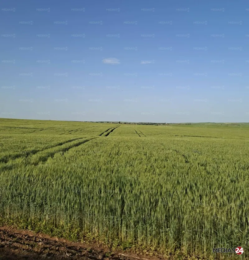 Lancement de l'app météo E-Rchadata pour les agriculteurs