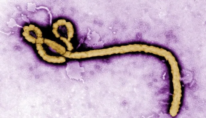 Épidémie d'Ebola en RDC et Ouganda : mise à jour 2026