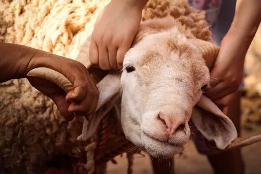 Aïd al-Adha 2026 : les prix du mouton inquiètent