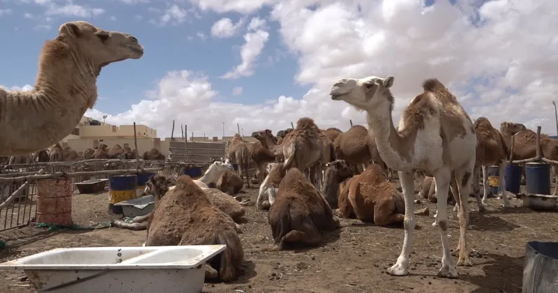 Aïd al-Adha : Laâyoune perpétue la tradition du sacrifice du dromadaire
