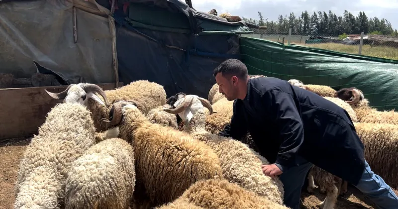 Aïd Al-Adha : la demande monte dans les élevages ovins près de Rabat