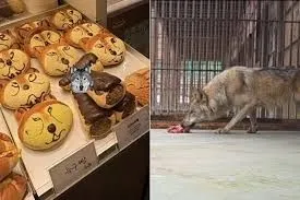 Loup évadé capturé en Corée du Sud après 8 jours de recherche