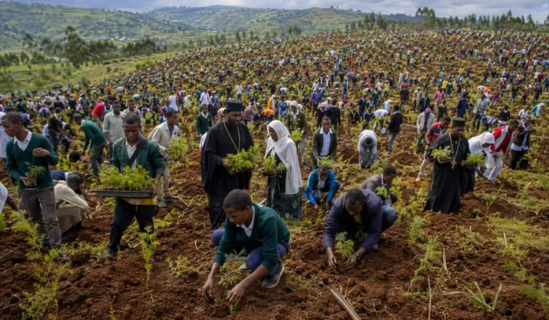 L'Éthiopie plante 350 millions d'arbres en 12 heures, nouveau record