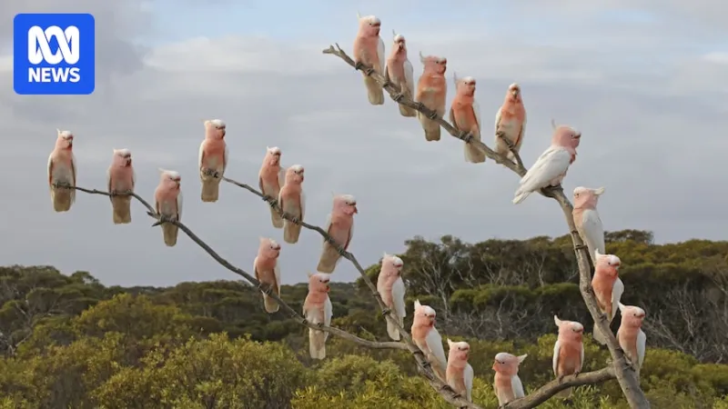 Observatoire d'oiseaux d'Eyre fermé avant détection de grippe aviaire