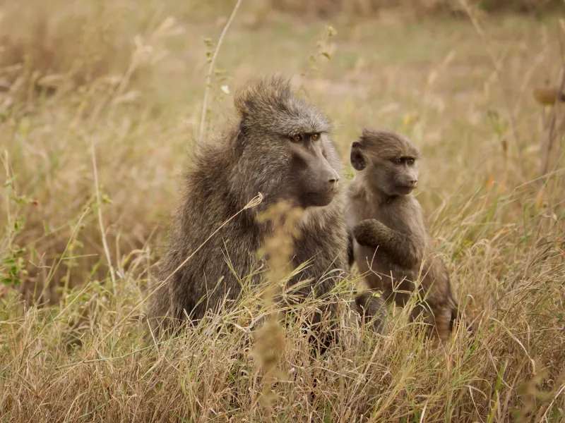 Les babouins femelles renforcent les liens familiaux pour survivre