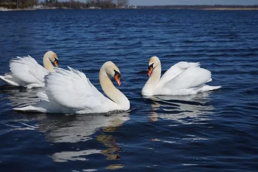Un dépanneur flottant sur le lac Ontario attire la curiosité
