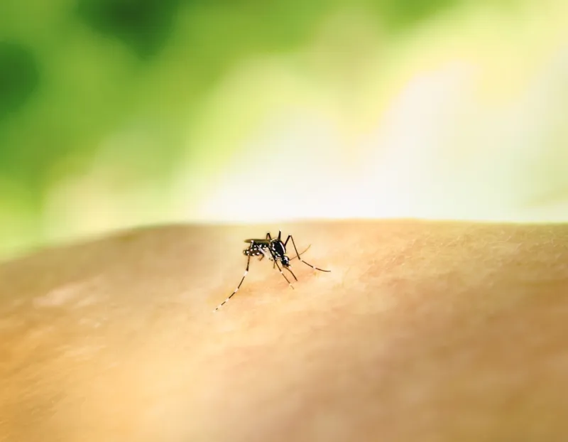 France : Cas autochtones de dengue et chikungunya en Occitanie